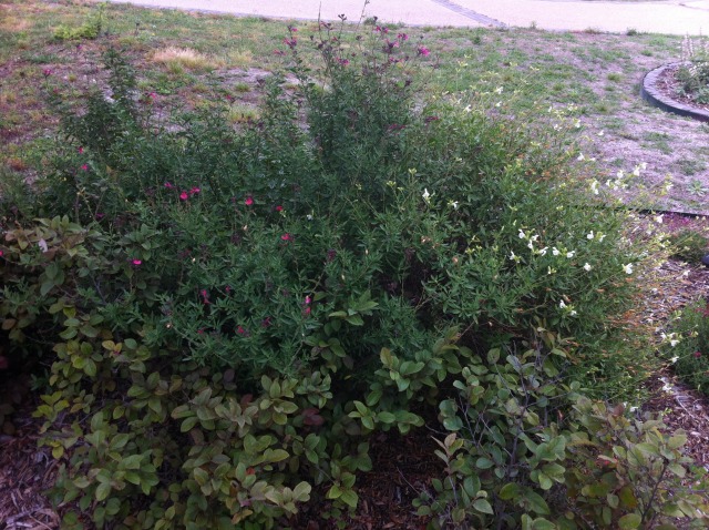 2012/00(Landscaping)/640x480_2012-04-30-6607 Conifer Cove-58.jpg